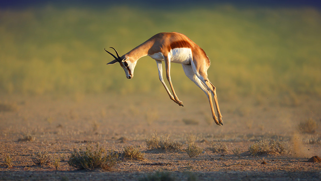 Agile Mindset Training